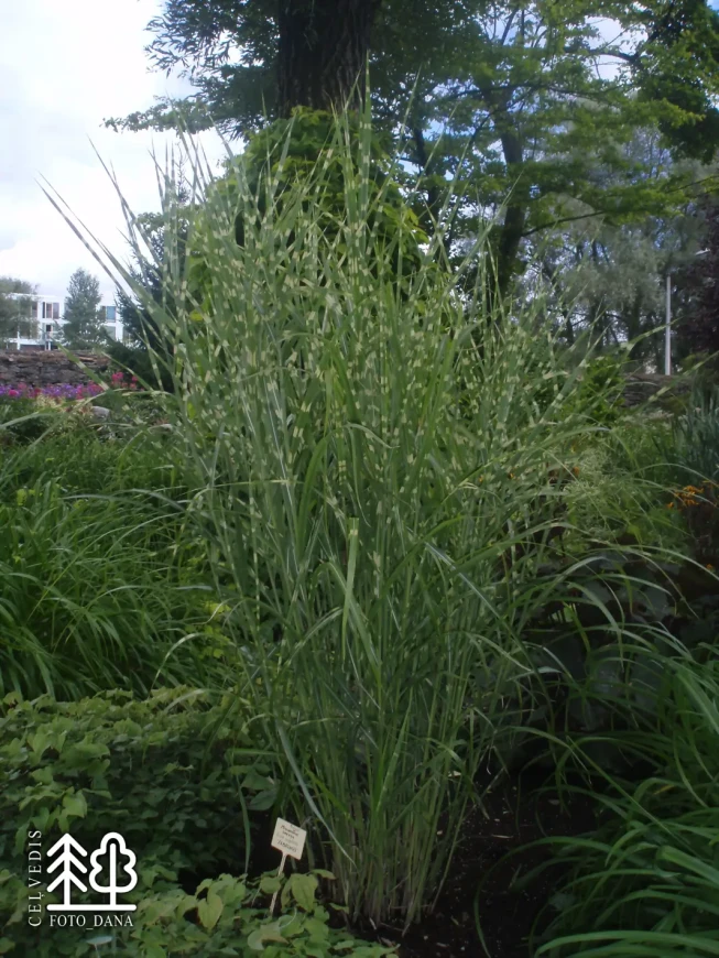 Miscanthus sinensis   'Zebrinus'